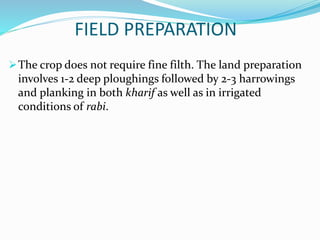 FIELD PREPARATION
The crop does not require fine filth. The land preparation
involves 1-2 deep ploughings followed by 2-3 harrowings
and planking in both kharif as well as in irrigated
conditions of rabi.
 