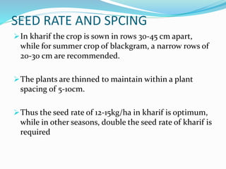 SEED RATE AND SPCING
In kharif the crop is sown in rows 30-45 cm apart,
while for summer crop of blackgram, a narrow rows of
20-30 cm are recommended.
The plants are thinned to maintain within a plant
spacing of 5-10cm.
Thus the seed rate of 12-15kg/ha in kharif is optimum,
while in other seasons, double the seed rate of kharif is
required
 
