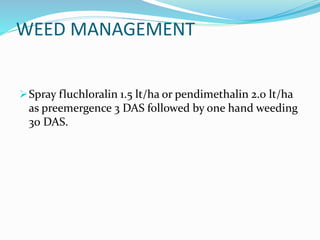 WEED MANAGEMENT
Spray fluchloralin 1.5 lt/ha or pendimethalin 2.0 lt/ha
as preemergence 3 DAS followed by one hand weeding
30 DAS.
 
