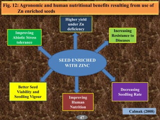SEED ENRICHED
WITH ZINC
Increasing
Resistance to
Diseases
Higher yield
under Zn
deficiency
Improving
Abiotic Stress
tolera...