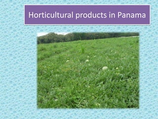 Horticultural products in Panama