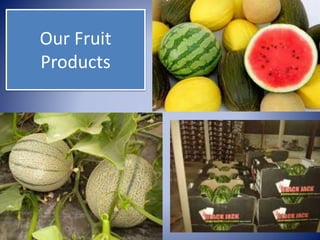 Our Fruit
Products