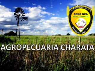 AGROPECUARIA CHARATA 