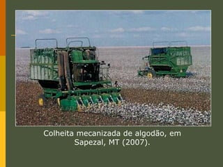  utiliza instrumentos simples.Roça em Pomerode, SC (2003).