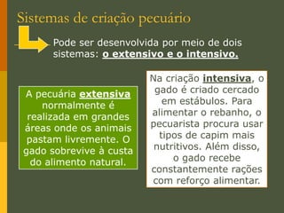 Colheita mecanizada de algodão, em Sapezal, MT (2007).