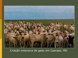 Agroindústrias e agronegócioAs atividades agropecuárias vêm se mantendo cada vez mais integradas com a indústria.A concentração de indústrias nas proximidades das áreas de produção agrícola, como as grandes usinas de cana-de-açúcar, são associações que recebem o nome de agroindústria.