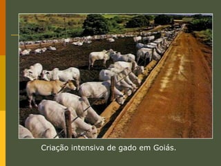 Usina de cana-de-açúcar em Mataraca, PB (2006).