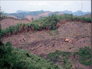 Agropecuária brasileira 