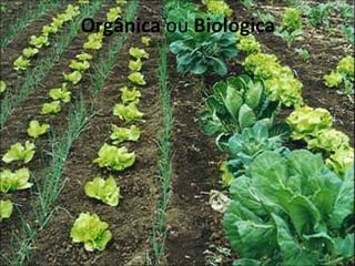 Orgânica ou Biológica
 