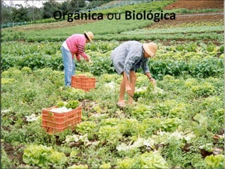 Orgânica ou Biológica
 