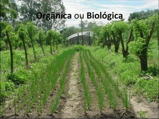 Orgânica ou Biológica
 