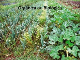 Orgânica ou Biológica
 