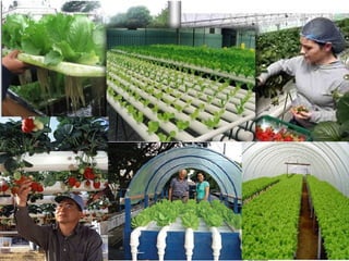 Agropecuária brasileira 