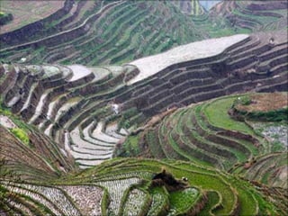 Agropecuária brasileira 