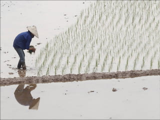 Agropecuária brasileira 