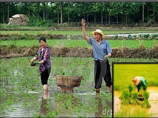 Agropecuária brasileira 