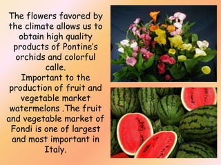 The flowers favored by
the climate allows us to
obtain high quality
products of Pontine’s
orchids and colorful
calle.
Important to the
production of fruit and
vegetable market
watermelons .The fruit
and vegetable market of
Fondi is one of largest
and most important in
Italy.

 