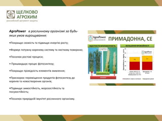 AgroPower в рослинному організмі за будьяких умов вирощування:
•Покращує схожість та підвищує енергію росту;
•Формує потужну кореневу систему та листкову поверхню;
•Посилює ростові процеси;
• Пришвидшує процес фотосинтезу;
•Покращує провідність елементів живлення;
•Прискорює переміщення продуктів фотосинтезу до
коренів та новостворених органів;
•Підвищує зимостійкість, морозостійкість та
посухостійкість;
•Посилює природній імунітет рослинного організму.

 