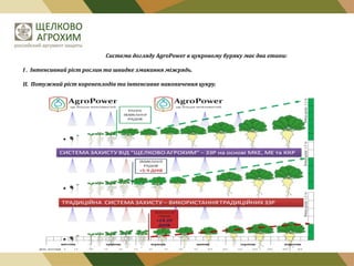 Система догляду AgroPower в цукровому буряку має два етапи:
І . Інтенсивний ріст рослин та швидке змикання міжрядь.
ІІ. Потужний ріст коренеплодів та інтенсивне накопичення цукру.

 