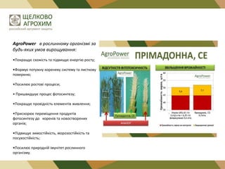 AgroPower в рослинному організмі за
будь-яких умов вирощування:
•Покращує схожість та підвищує енергію росту;
•Формує потужну кореневу систему та листкову
поверхню;
•Посилює ростові процеси;
• Пришвидшує процес фотосинтезу;
•Покращує провідність елементів живлення;
•Прискорює переміщення продуктів
фотосинтезу до коренів та новостворених
органів;
•Підвищує зимостійкість, морозостійкість та
посухостійкість;
•Посилює природній імунітет рослинного
організму.

 