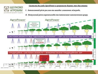 Система догляду AgroPower в цукровому буряку має два етапи:
І . Інтенсивний ріст рослин та швидке змикання міжрядь.
ІІ. Потужний ріст коренеплодів та інтенсивне накопичення цукру.

 