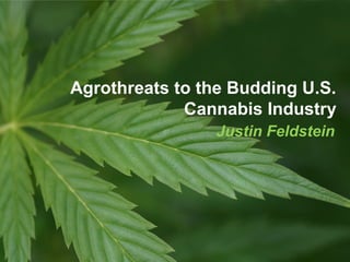 Justin Feldstein
Agrothreats to the Budding U.S.
Cannabis Industry
 