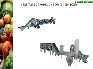 VEGETABLE GRADING LINE ON SCREEN SIZER

 