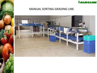 MANUAL SORTING-GRADING LINE

 