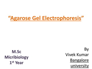 M.Sc
Micribiology
1st Year
“Agarose Gel Electrophoresis”
By
Vivek Kumar
Bangalore
university
 