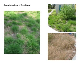 Agrostis pallens – Thin Grass

 