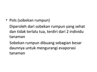• Pols (sobekan rumpun)
Diperoleh dari sobekan rumpun yang sehat
dan tidak terlalu tua, terdiri dari 2 individu
tanaman
Sobekan rumpun dibuang sebagian besar
daunnya untuk mengurangi evaporasi
tanaman

 