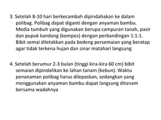 3. Setelah 8-10 hari berkecambah dipindahakan ke dalam
polibag. Polibag dapat diganti dengan anyaman bambu.
Media tumbuh yang digunakan berupa campuran tanah, pasir
dan pupuk kandang (kompos) dengan perbandingan 1:1:1.
Bibit semai diletakkan pada bedeng persemaian yang beratap
agar tidak terkena hujan dan sinar matahari langsung
4. Setelah berumur 2-3 bulan (tinggi kira-kira 60 cm) bibit
semaian dipindahkan ke lahan tanam (kebun). Waktu
penanaman polibag harus dilepaskan, sedangkan yang
menggunakan anyaman bambu dapat langsung ditanam
bersama wadahnya

 