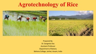Agrotechnology of Rice
Prepared By-
Dr. Sangeeta Das
Assistant Professor
Department of Botany
Bahona College, Jorhat, Assam, India
 