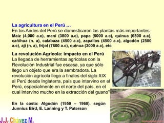 La agricultura en el Perú …
En los Andes del Perú se domesticaron las plantas más importantes:
Maíz (4,000 a.c), maní (3800 a.c), papa (5000 a.c), quinua (6500 a.c),
cañihua (n. a), calabaza (4500 a.c), zapallos (4500 a.c), algodón (2500
a.c), ají (n. a), frijol (7600 a.c), quinua (3000 a.c), etc
La revolución Agrícola: impacto en el Perú
La llegada de herramientas agrícolas con la
Revolución Industrial fue escasa, ya que sólo
llego un objeto que era la sembradora. La
revolución agrícola llego a finales del siglo XIX
al Perú desde Inglaterra, país que intervino en el
Perú, especialmente en el norte del país, en el
cual intervino mucho en la extracción del guano"
En la costa: Algodón (1950 – 1960). según
Junnius Bird, E. Lanning y T. Paterson
 