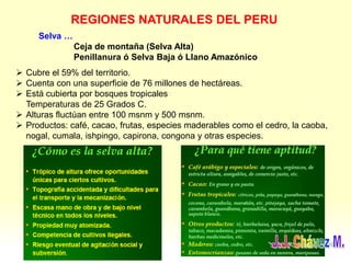 REGIONES NATURALES DEL PERU
Selva …
Ceja de montaña (Selva Alta)
Penillanura ó Selva Baja ó Llano Amazónico
 Cubre el 59% del territorio.
 Cuenta con una superficie de 76 millones de hectáreas.
 Está cubierta por bosques tropicales
Temperaturas de 25 Grados C.
 Alturas fluctúan entre 100 msnm y 500 msnm.
 Productos: café, cacao, frutas, especies maderables como el cedro, la caoba,
nogal, cumala, ishpingo, capirona, congona y otras especies.
 