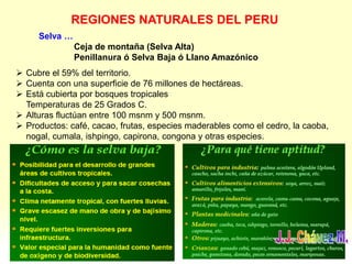 REGIONES NATURALES DEL PERU
Selva …
Ceja de montaña (Selva Alta)
Penillanura ó Selva Baja ó Llano Amazónico
 Cubre el 59% del territorio.
 Cuenta con una superficie de 76 millones de hectáreas.
 Está cubierta por bosques tropicales
Temperaturas de 25 Grados C.
 Alturas fluctúan entre 100 msnm y 500 msnm.
 Productos: café, cacao, frutas, especies maderables como el cedro, la caoba,
nogal, cumala, ishpingo, capirona, congona y otras especies.
 