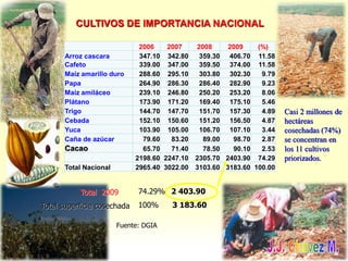 CULTIVOS DE IMPORTANCIA NACIONAL
Casi 2 millones de
hectáreas
cosechadas (74%)
se concentran en
los 11 cultivos
priorizados.
Total 2009 74.29% 2 403.90
Total superficie cosechada 100% 3 183.60
Fuente: DGIA
2006 2007 2008 2009 (%)
Arroz cascara 347.10 342.80 359.30 406.70 11.58
Cafeto 339.00 347.00 359.50 374.00 11.58
Maíz amarillo duro 288.60 295.10 303.80 302.30 9.79
Papa 264.90 286.30 286.40 282.90 9.23
Maíz amiláceo 239.10 246.80 250.20 253.20 8.06
Plátano 173.90 171.20 169.40 175.10 5.46
Trigo 144.70 147.70 151.70 157.30 4.89
Cebada 152.10 150.60 151.20 156.50 4.87
Yuca 103.90 105.00 106.70 107.10 3.44
Caña de azúcar 79.60 83.20 89.00 98.70 2.87
Cacao 65.70 71.40 78.50 90.10 2.53
2198.60 2247.10 2305.70 2403.90 74.29
Total Nacional 2965.40 3022.00 3103.60 3183.60 100.00
 