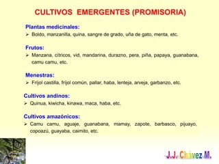 CULTIVOS EMERGENTES (PROMISORIA)
Plantas medicinales:
 Boldo, manzanilla, quina, sangre de grado, uña de gato, menta, etc.
Frutos:
 Manzana, cítricos, vid, mandarina, durazno, pera, piña, papaya, guanabana,
camu camu, etc.
Menestras:
 Fríjol castilla, fríjol común, pallar, haba, lenteja, arveja, garbanzo, etc.
Cultivos andinos:
 Quinua, kiwicha, kinawa, maca, haba, etc.
Cultivos amazónicos:
 Camu camu, aguaje, guanabana, mamay, zapote, barbasco, pijuayo,
copoazú, guayaba, caimito, etc.
 