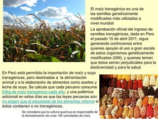 El maíz transgénico es una de
las semillas geneticamente
modificadas más utilizadas a
nivel mundial
La aprobación oficial del ingreso de
semillas transgénicas, dada en Perú
el pasado 15 de abril 2011, sigue
generando controversia entre
quienes apoyan el uso a gran escala
de estos organismos genéticamente
modificados (GM), y quienes temen
que éstos serían perjudiciales para la
biodiversidad y para la salud.
En Perú está permitida la importación de maíz y soya
transgénicas, pero destinadas a la alimentación
animal y a la elaboración de alimentos como aceites y
leche de soya. Se calcula que cada peruano consume
63kg de maíz transgénico cada año, y una polémica
adicional en estos días es que las leyes peruanas aún
no exigen que el etiquetado de los alimentos informe si
éstos contienen o no transgénicos.
Se considera que la cultura quechua es responsable de
la domesticación de unas 150 variedades de maíz.
 