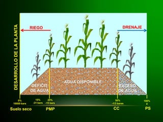 DESARROLLODELAPLANTA
RIEGO DRENAJE
Suelo seco PMP CC PS
DEFICIT
DE AGUA
0%
10000 bars
25%
-15 bars
50%
-1/3 bares
100%
0
15%
-31 bars
AGUA DISPONIBLE
EXCESO
DE AGUA
 