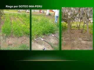 Riego por GOTEO INIA-PERU
 