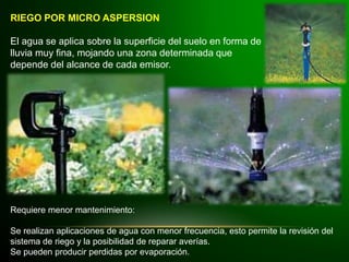 RIEGO POR MICRO ASPERSION
El agua se aplica sobre la superficie del suelo en forma de
lluvia muy fina, mojando una zona determinada que
depende del alcance de cada emisor.
Requiere menor mantenimiento:
Se realizan aplicaciones de agua con menor frecuencia, esto permite la revisión del
sistema de riego y la posibilidad de reparar averías.
Se pueden producir perdidas por evaporación.
 