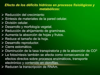 Efecto de los déficits hídricos en procesos fisiológicos y
metabólicos:
 Reducción del crecimiento
 Síntesis de materiales de la pared celular.
 División celular.
 Desarrollo y morfología vegetal.
 Reducción de ahijamiento de gramíneas.
 Aumenta la absorción de hojas y frutos.
 Reduce el tamaño de la hoja.
 Desarrollo reproductor.
 Cierre estomático.
 Disminución de la tasa transpiratoria y de la absorción de CO2.
 La fotosíntesis también se afecta como consecuencia de
efectos directos sobre procesos enzimáticos, transporte
electrónico y contenido en clorofilas.
 Reducen la transcripción de RNAm.
 