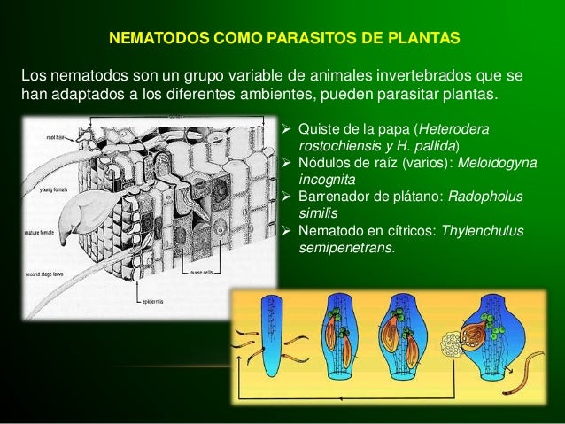 Agrotecnia 7 sanidad