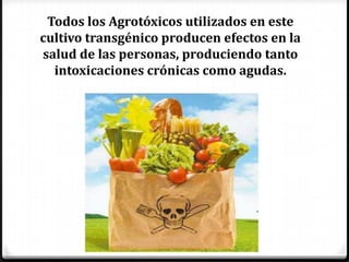 Todos los Agrotóxicos utilizados en este
cultivo transgénico producen efectos en la
salud de las personas, produciendo tanto
  intoxicaciones crónicas como agudas.
 
