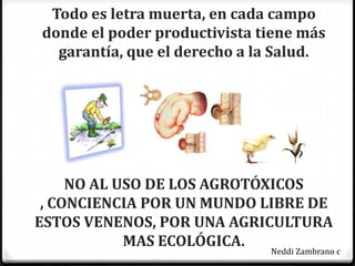 Todo es letra muerta, en cada campo
donde el poder productivista tiene más
  garantía, que el derecho a la Salud.




     NO AL USO DE LOS AGROTÓXICOS
 , CONCIENCIA POR UN MUNDO LIBRE DE
ESTOS VENENOS, POR UNA AGRICULTURA
            MAS ECOLÓGICA.
                              Neddi Zambrano c
 