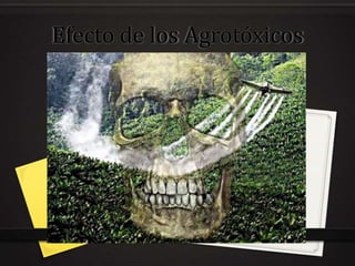 Efecto de los Agrotóxicos
 