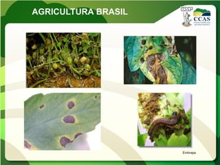 AGRICULTURA BRASIL




                     Embrapa
 