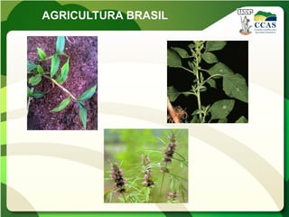 AGRICULTURA BRASIL
 