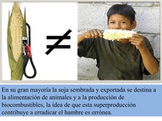 En su gran mayoría la soja sembrada y exportada se destina a la alimentación de animales y a la producción de biocombustibles, la idea de que esta superproducción contribuye a erradicar el hambre es errónea.  